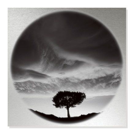 Ken Paul Limited Edition Ready to Hang Giclee on Brushed Aluminum: "Sunlit Tree"