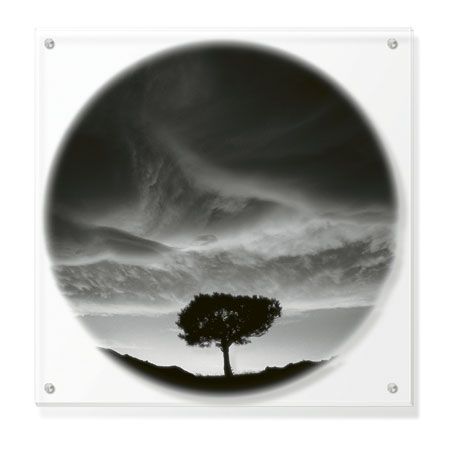 Ken Paul Limited Edition Ready to Hang Giclee on Clear Acrylic: "Sunlit Tree"