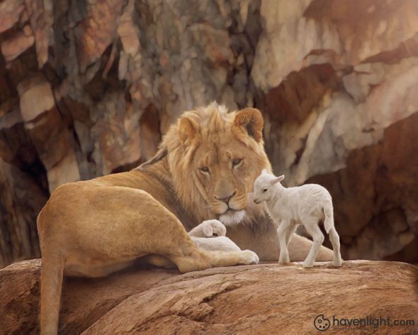 Kristi Linton Fine Art Canvas Giclee: "The Lion and The Lamb"