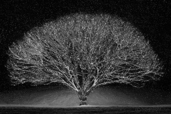 Kristi Linton Fine Art Canvas Giclee: "Winter Wonderland"