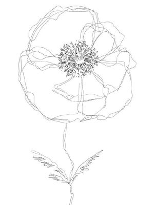 Kristine Hegre 30 x 40 in. Open Giclee Canvas:"Linear Bloom - Flourish