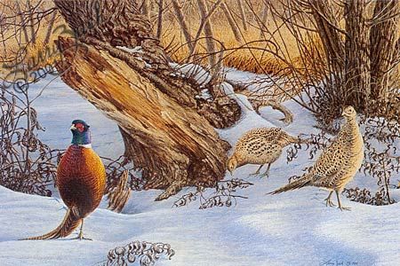 LARRY ZACH Secondary Market Art: "WILLOW BOTTOM RINGNECK"