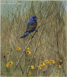 Lars Johnson Limited Edition Paper Print:"Blue Grosbeak"
