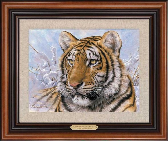 Lee Kromschroeder Framed Canvas: "Spots & Stripes-Siberian Tiger"