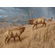 Lee Kromschroeder Hand Signed and Numbered Limited Edition Premier Canvas Giclee:"Storm Brewin'-Elk"