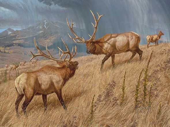 Lee Kromschroeder Hand Signed and Numbered Limited Edition Premier Canvas Giclee:"Storm Brewin'-Elk"