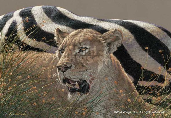 Lee Kromschroeder Ovation Gicl&eacute;e Canvas:"Ngorongoro Morning - Lioness"