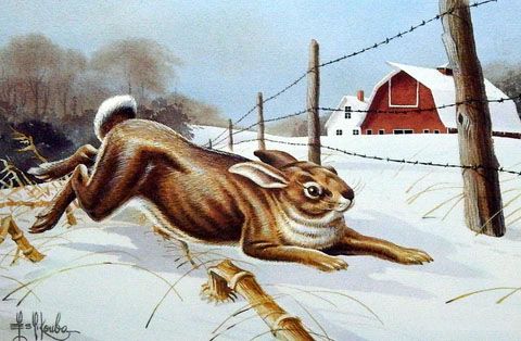 Les Kouba Print-Signed and Numbered:"Cottontail Headin' for Cover"