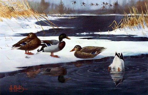 Les Kouba Print-Signed and Numbered:"Mallards On Ice"
