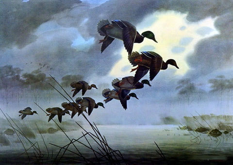 Les Kouba Print-Signed and Numbered:"Mallards Returning Early"
