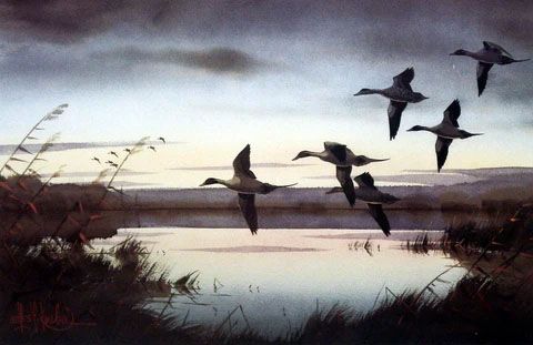 Les Kouba Print-Signed and Numbered:"Pintails To Rest"