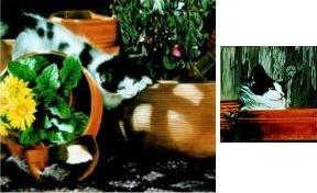 Lesley Harrison Handsigned & Numbered Limited Edition Print w/ comp:"Potting Shed Play"