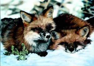 Lesley Harrison Handsigned & Numbered Limited Edition Print:"winter Nap"