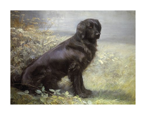 Lilian Cheviot Hand Numbered Limited Edition Print on Paper :"Jewelstone - A Flatcoated Retriever"