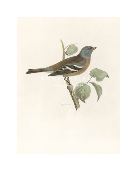 Lilian Medland Hand Numbered Limited Edition Print on Paper :"Chaffinch"