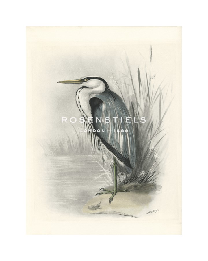 Lilian Medland Hand Numbered Limited Edition Print on Paper :"Common Heron"