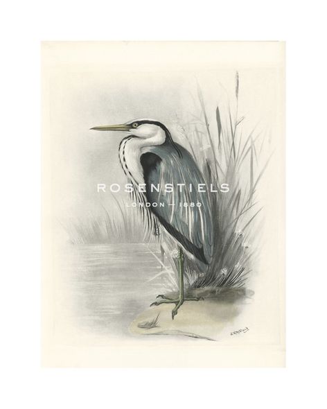 Lilian Medland Hand Numbered Limited Edition Print on Paper :"Common Heron"