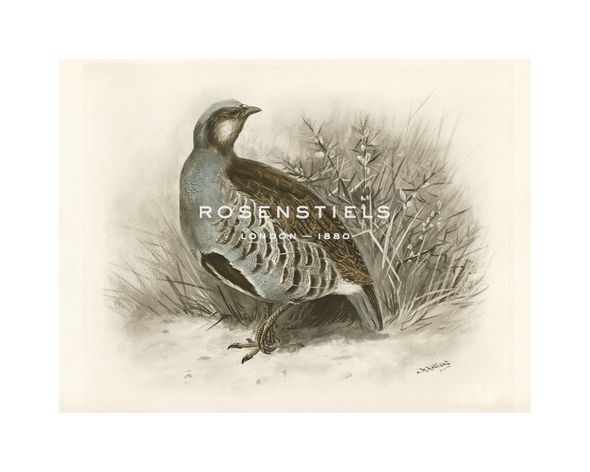Lilian Medland Hand Numbered Limited Edition Print on Paper :"Common Partridge"