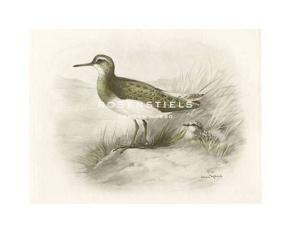 Lilian Medland Hand Numbered Limited Edition Print on Paper :"Common Sandpiper"