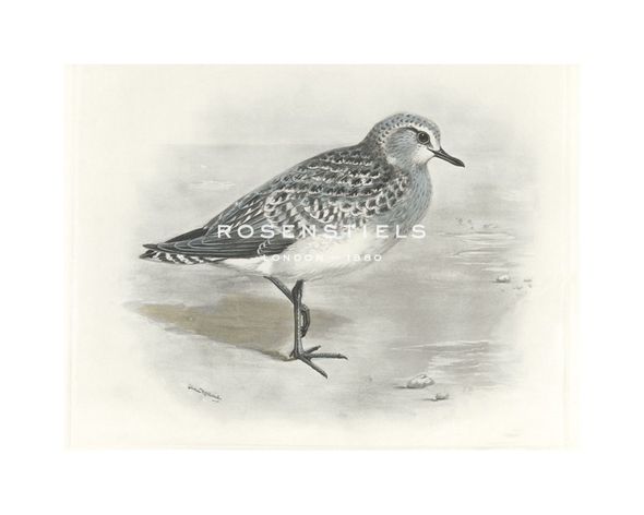 Lilian Medland Hand Numbered Limited Edition Print on Paper :"Gray Plover"