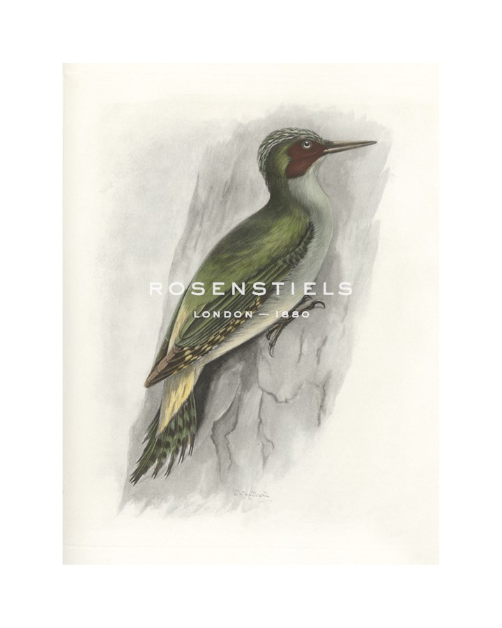 Lilian Medland Hand Numbered Limited Edition Print on Paper :"Green Woodpecker"