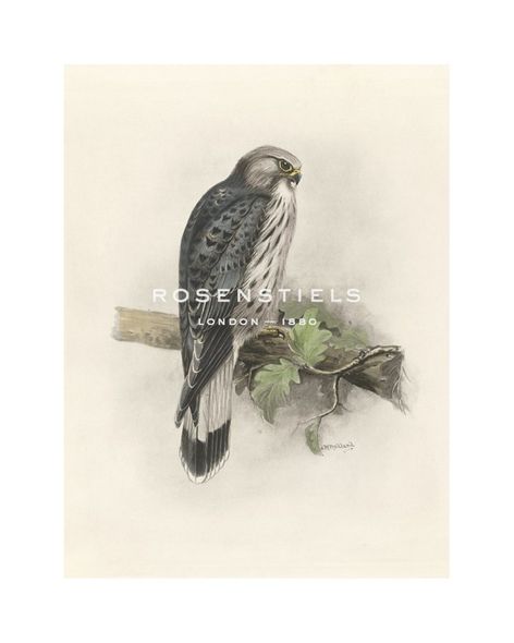 Lilian Medland Hand Numbered Limited Edition Print on Paper :"Kestrel"