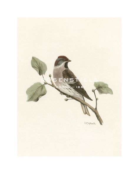 Lilian Medland Hand Numbered Limited Edition Print on Paper :"Lesser Redpoll"