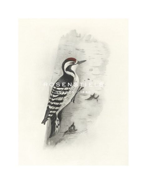 Lilian Medland Hand Numbered Limited Edition Print on Paper :"Lesser Spotted Woodpecker"