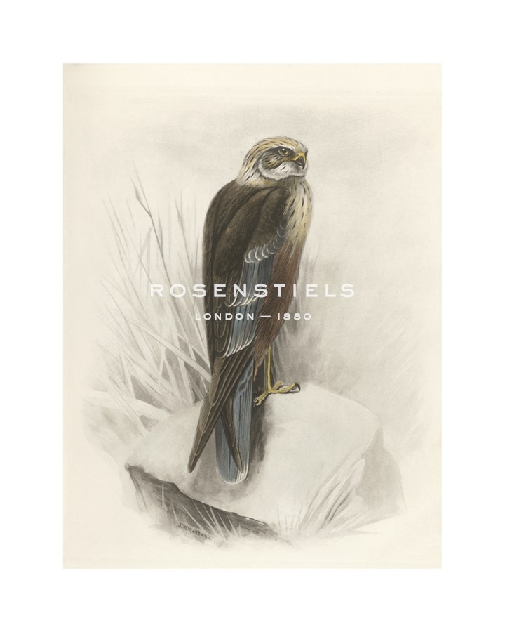 Lilian Medland Hand Numbered Limited Edition Print on Paper :"Marsh Harrier"