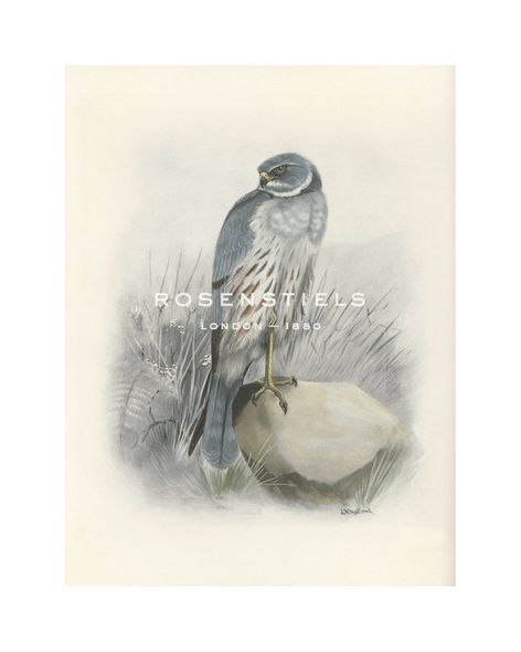 Lilian Medland Hand Numbered Limited Edition Print on Paper :"Montagu's Harrier"