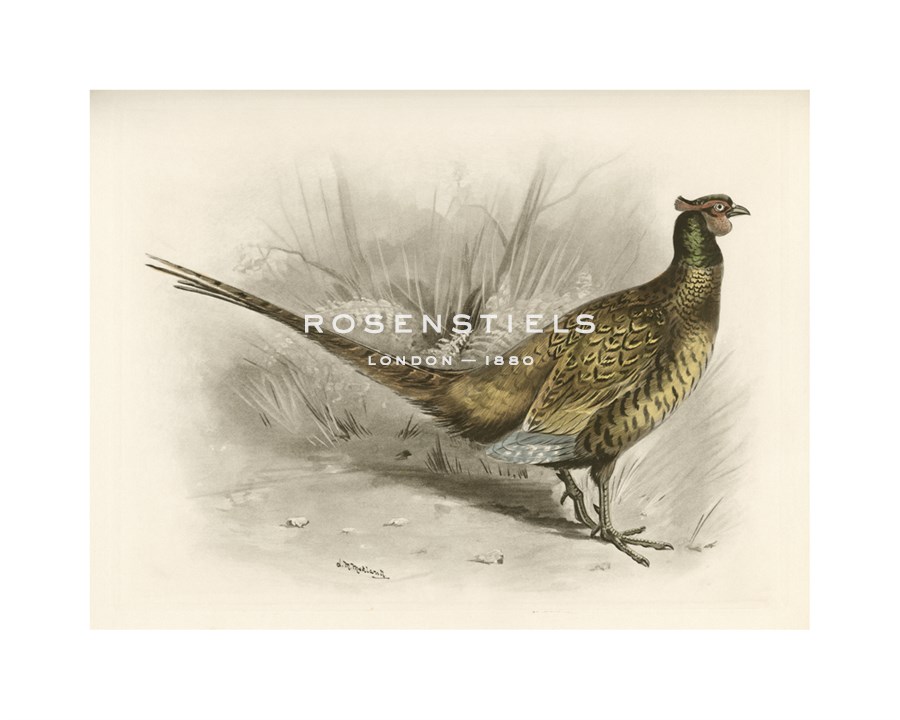 Lilian Medland Hand Numbered Limited Edition Print on Paper :"Pheasant I"