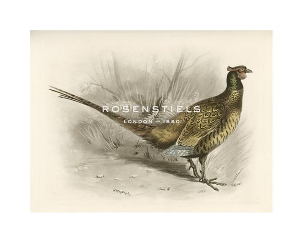 Lilian Medland Hand Numbered Limited Edition Print on Paper :"Pheasant I"