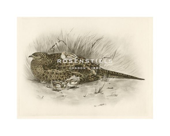 Lilian Medland Hand Numbered Limited Edition Print on Paper :"Pheasant II"
