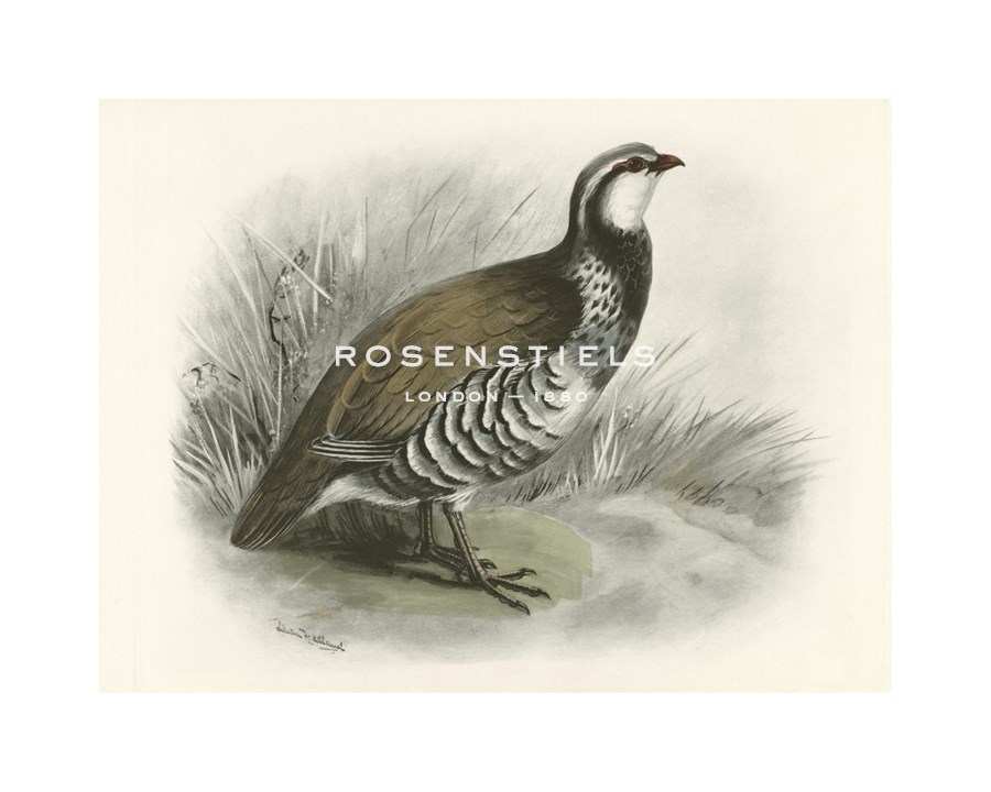 Lilian Medland Hand Numbered Limited Edition Print on Paper :"Red-Legged Partridge"