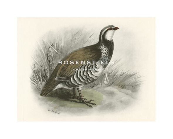 Lilian Medland Hand Numbered Limited Edition Print on Paper :"Red-Legged Partridge"