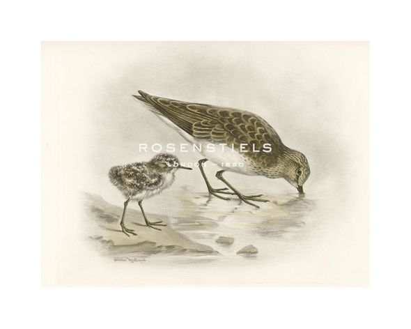 Lilian Medland Hand Numbered Limited Edition Print on Paper :"Sandling I"