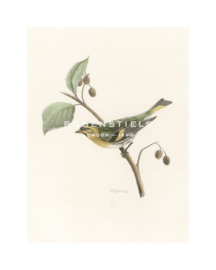 Lilian Medland Hand Numbered Limited Edition Print on Paper :"Siskin"