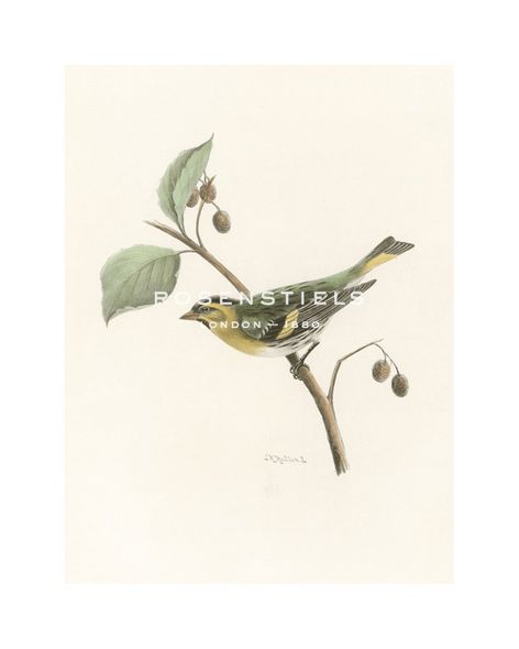 Lilian Medland Hand Numbered Limited Edition Print on Paper :"Siskin"