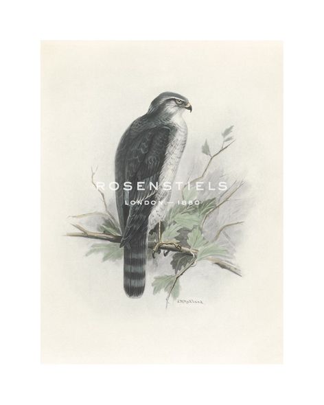 Lilian Medland Hand Numbered Limited Edition Print on Paper :"Sparrow Hawk"