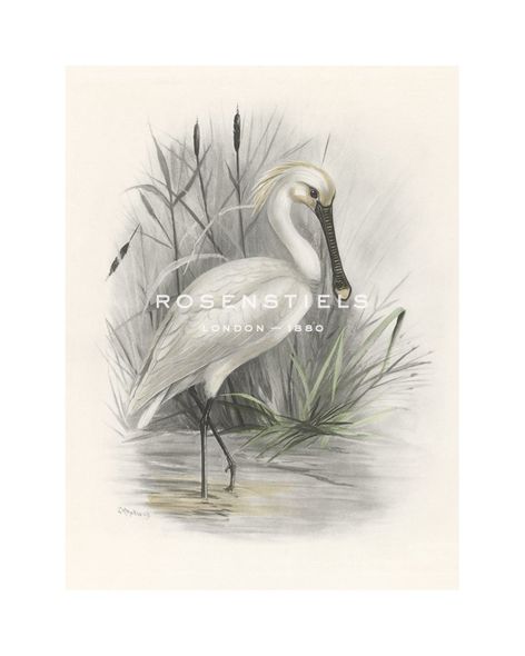 Lilian Medland Hand Numbered Limited Edition Print on Paper :"Spoonbill"