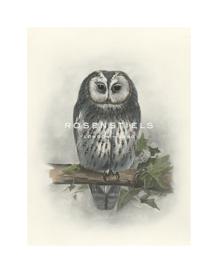 Lilian Medland Hand Numbered Limited Edition Print on Paper :"Tawny Owl"