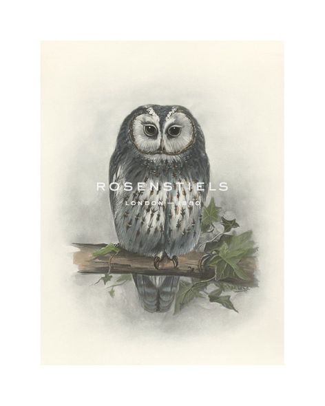 Lilian Medland Hand Numbered Limited Edition Print on Paper :"Tawny Owl"