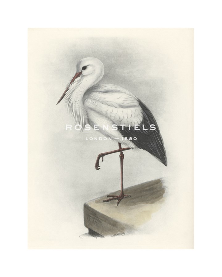 Lilian Medland Hand Numbered Limited Edition Print on Paper :"White Stork"