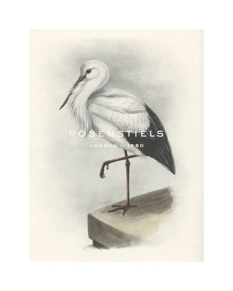 Lilian Medland Hand Numbered Limited Edition Print on Paper :"White Stork"