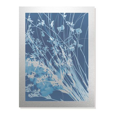 Lois Bender Limited Edition Ready to Hang Giclee on Brushed Aluminum: "Flower Shadow IV"