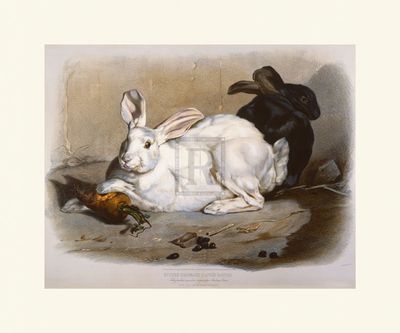 Louis Soulange Teissier Hand Numbered Limited Edition Print on Paper :"Black and White Rabbits" Louis Soulange Teissier Hand Numbered Limited Edition Print on Paper :"Black and White Rabbits"