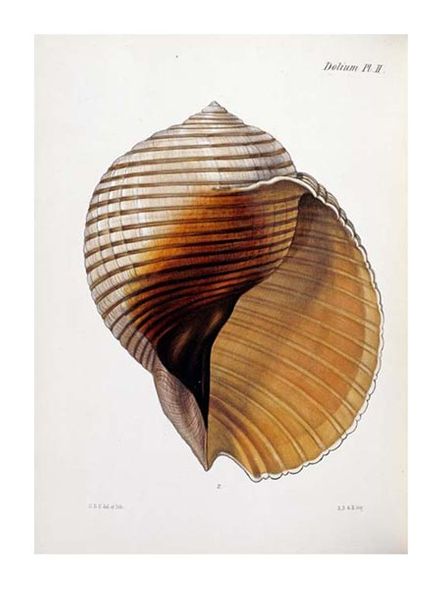 Lovell Augustus Reeve Fine Art Open Edition Gicl&eacute;e:"Concholigia Iconica"