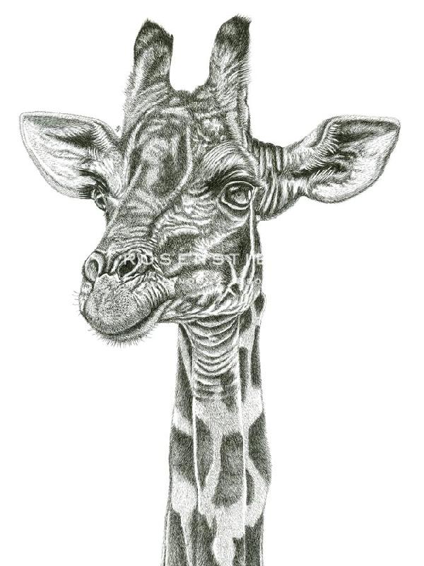 Lucy Francis 30 x 40 in. Open Giclee Canvas:"Giraffe Portrait"