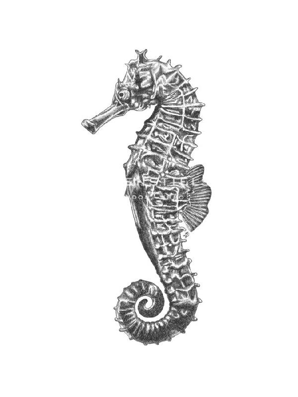 Lucy Francis 30 x 40 in. Open Giclee Canvas:"Under The Sea - Seahorse"