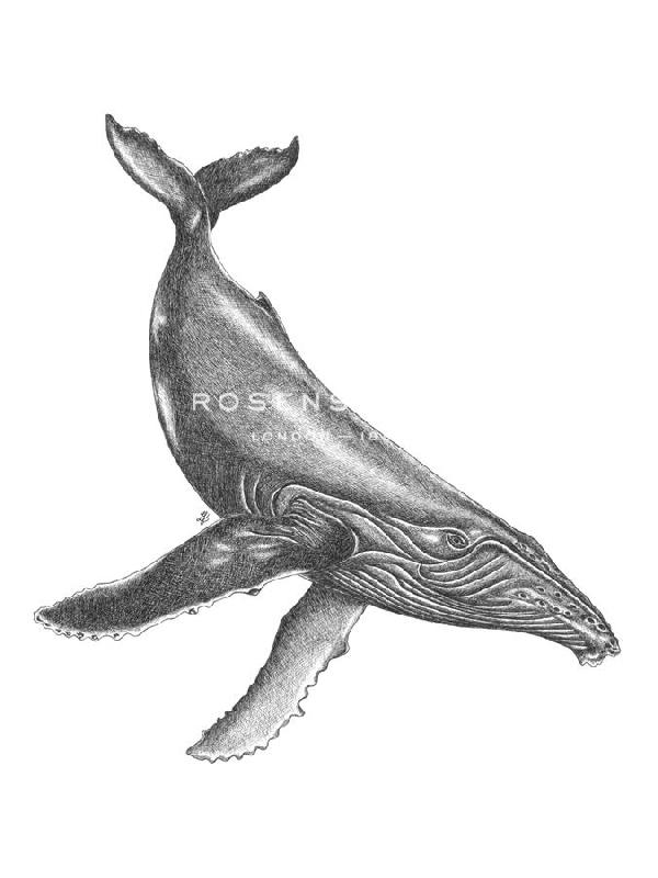 Lucy Francis 30 x 40 in. Open Giclee Canvas:"Under The Sea - Whale"